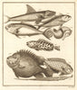 XIII. Poissons d'Ambione. Indonesia Moluccas Maluku tropical fish. SCHLEY 1763