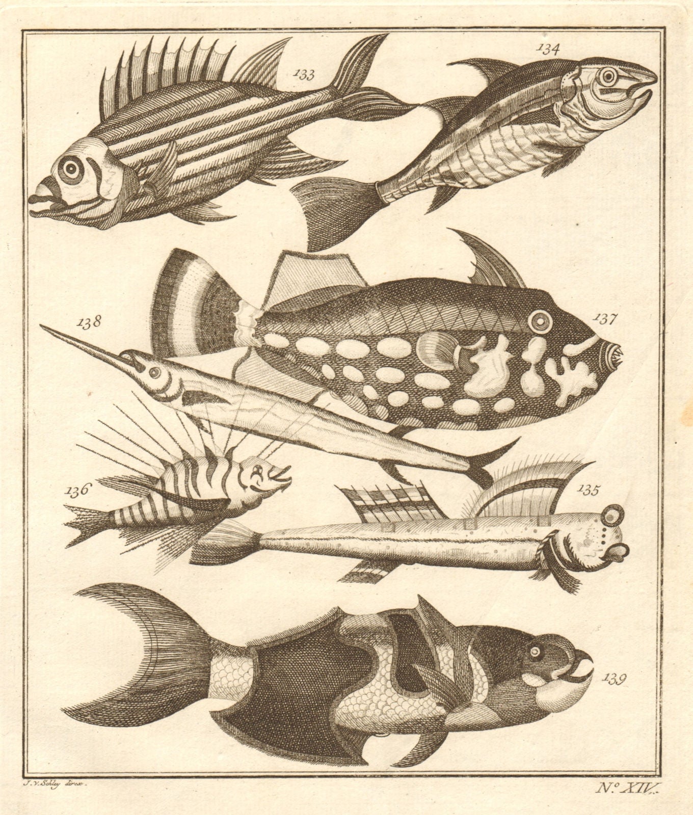 XIV. Poissons d'Ambione. Indonesia Moluccas Maluku tropical fish ...