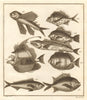 XVII. Poissons d'Ambione. Indonesia Moluccas Maluku tropical fish. SCHLEY 1763