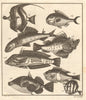 XVIII. Poissons d'Ambione. Indonesia Moluccas Maluku tropical fish. SCHLEY 1763