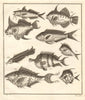 XX. Poissons d'Ambione. Indonesia Moluccas Maluku tropical fish. SCHLEY 1763