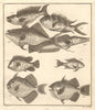 XXII. Poissons d'Ambione. Indonesia Moluccas Maluku tropical fish. SCHLEY 1763