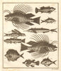 XXIII. Poissons d'Ambione. Indonesia Moluccas Maluku tropical fish. SCHLEY 1763