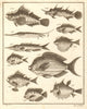 XXV. Poissons d'Ambione. Indonesia Moluccas Maluku tropical fish. SCHLEY 1763
