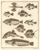 XXVI. Poissons d'Ambione. Indonesia Moluccas Maluku tropical fish. SCHLEY 1763