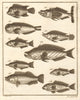 XXVIII. Poissons d'Ambione. Indonesia Moluccas Maluku tropical fish. SCHLEY 1763