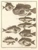 XXIX. Poissons d'Ambione. Indonesia Moluccas Maluku tropical fish. SCHLEY 1763