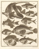 XXXII. Poissons d'Ambione. Indonesia Moluccas Maluku tropical fish. SCHLEY 1763