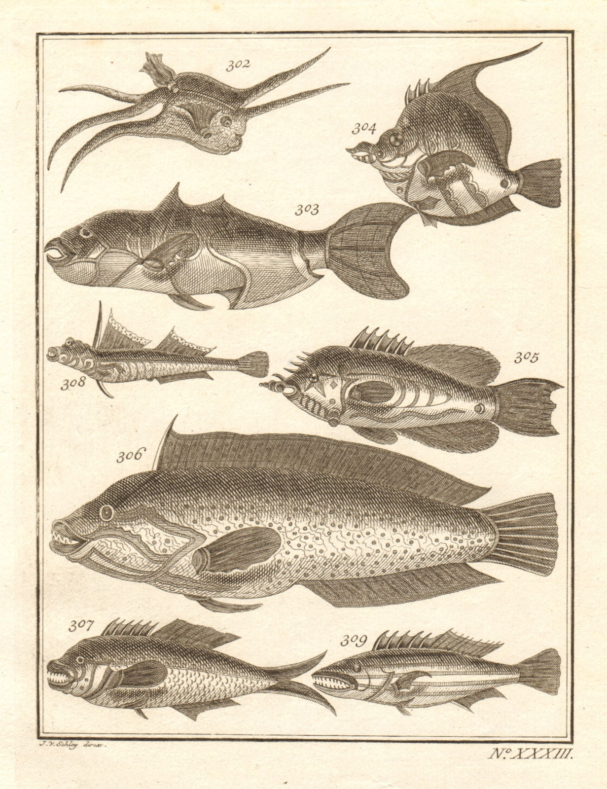 XXXIII. Poissons d'Ambione. Indonesia Moluccas Maluku tropical fish ...