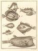 XXXIV. Poissons d'Ambione. Indonesia Moluccas Maluku tropical fish. SCHLEY 1763