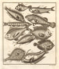 XXXV. Poissons d'Ambione. Indonesia Moluccas Maluku tropical fish. SCHLEY 1763