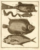 XXXVII. Poissons d'Ambione. Indonesia Moluccas Maluku tropical fish. SCHLEY 1763