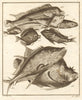 XLI. Poissons d'Ambione. Indonesia Moluccas Maluku tropical fish. SCHLEY 1763