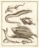 XLIII. Poissons d'Ambione. Indonesia Moluccas Maluku tropical fish. SCHLEY 1763