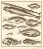 XLVII. Poissons d'Ambione. Indonesia Moluccas Maluku tropical fish. SCHLEY 1763