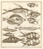 L. Poissons d'Ambione. Indonesia Moluccas Maluku tropical fish. SCHLEY 1763