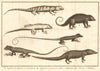 Cuscus leguaan Monitor/Philippine sailfin lizard Mongoose Chameleon. SCHLEY 1763