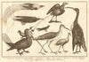 Indonesia Bird of Paradise Cassowary Talan Hornbill Moulout Pandjang SCHLEY 1763