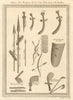 'Armes des Négres de la Côte d’Or'. Ghana. Gold Coast weapons. Barbot 1747
