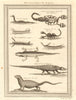 West African serpents. Snake scorpion worm lizard pangolin iguana 1747 print