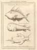 Liberia. Cape Mesurado fish. Porcupine fish. Sea Devil ray 1747 old print