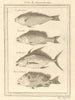 Sierra Leone fish. Parrot fish 