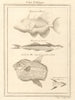 West African Fish. Filefish. Remora or suckerfish. Ocean Sunfish 1747 print