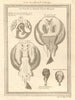 West African fish. Torpedo or electric rays after Kempfer 1747 old print