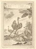 West African birds. Ostrich pelican spoonbill bird of paradise 1747 old print