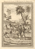 Southern Africa. Hottentot / Khoikhoi corn threshing method using horses 1748