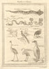 African Reptiles & Birds. Horned viper Grey crowned crane Flamingo Penguin 1748