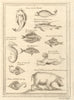 Mermaid seahorse torpedo ray hippopotamus sea lion flying fish swordfish 1748