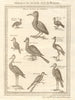 Oiseaux de Guinée. West African birds. Sestro Ouidah Guinea pheasants 1748