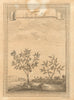China trees. Que pe or Cinammon. Ya ta or Ata, Sugar/custard apple sweetsop 1748