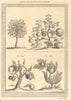 Cotton trees. Lychee. Ata, Sugar/custard apple or sweetsop. China 1748 print