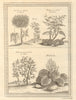 China root. Tea plant. Rhubarb. Goldenrain Varnish or Chinese lacquer tree 1748