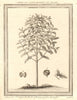 'Arbre du Caffé, dessiné en Arabie'. Coffee tree, drawn in Arabia 1752 print