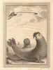 Lion Marin. Lionne Marine. Male and female Sea Lions, Chile 1753 old print