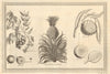 Amsaleira. Amsal. Pineapple plant. Sugar apple tree. Sweetsop custard apple 1753