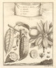 Casimiroa. White/mamey sapote, soapapple or Mexican apple. Cocoa. Mexico 1754