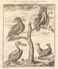 White tailed eagle. Crowned owl. Pelican. Partridge. Capercaillie 1759 print