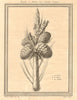 'Fleur et Fruits d'un Cèdre Oriental' Oriental Cedar fruit & flower. Russia 1768