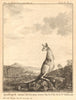 'Quadrupède nommé Kanguroo, trouvé sur la Côte de la Nle Holland'. Kangaroo 1789