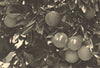 CHILE. Pica. Naranjas. Oranges 1932 old vintage print picture