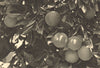 CHILE. Pica. Naranjas. Oranges 1932 old vintage print picture