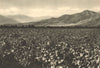 CHILE. Viña Macul vineyard. Alrededores de Santiago 1932 old vintage print