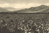 CHILE. Viña Macul vineyard. Alrededores de Santiago 1932 old vintage print