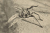 CHILE. Arana Peluda. Mygale rosea. Chilean rose tarantula. Spider 1932 print
