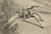CHILE. Arana Peluda. Mygale rosea. Chilean rose tarantula. Spider 1932 print
