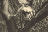 CHILE. Lechuza. Strix perlata. Owl 1932 old vintage print picture